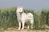 SIBERIAN HUSKY 128